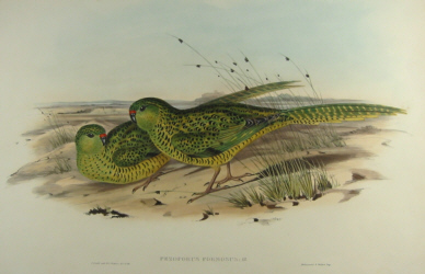 John Gould's Birds of Australia